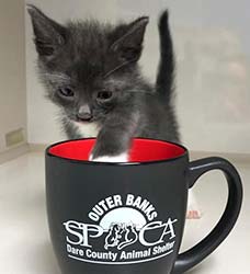 OBX SPCA Kitten